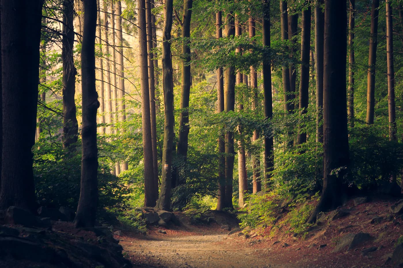 Representative photograph of a tree-lined forest path.